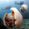 Massive Jellyfish Invasion