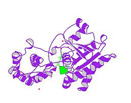 RGS-14 protein